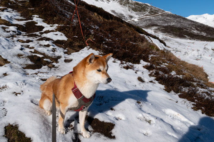 Shiba au Pla d'Adet