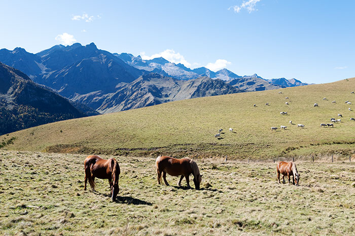 Trpueaux de chevaux départ de randonnée d'Hospice